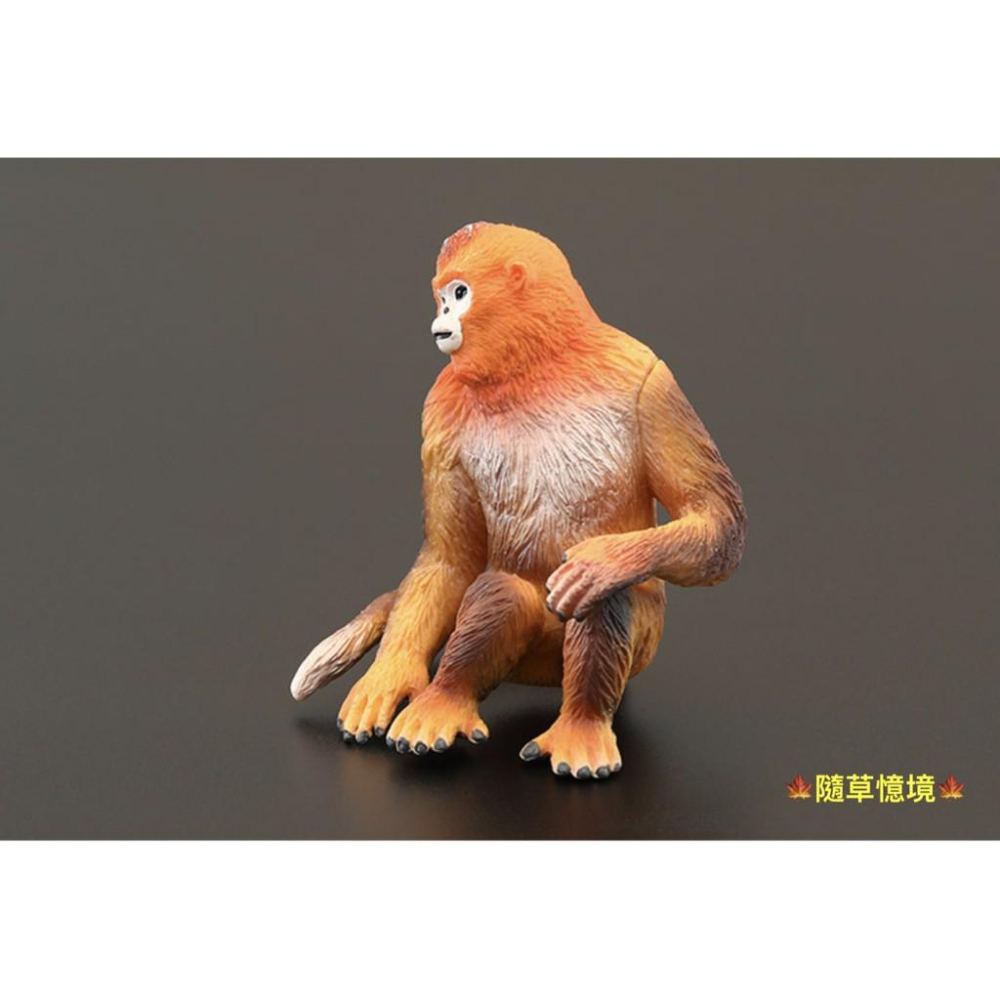 （高品質畫工）仿真 金絲猴 猴子 猴 靈長類 猿類 動物模型 野生動物 兒童玩具 益智 公仔 SPG-細節圖4