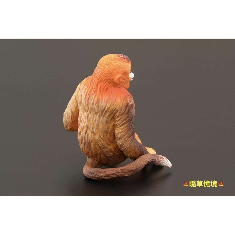 （高品質畫工）仿真 金絲猴 猴子 猴 靈長類 猿類 動物模型 野生動物 兒童玩具 益智 公仔 SPG-細節圖5
