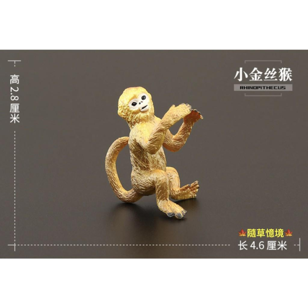 （高品質畫工）仿真 金絲猴 猴子 猴 靈長類 猿類 動物模型 野生動物 兒童玩具 益智 公仔 SPG-細節圖6