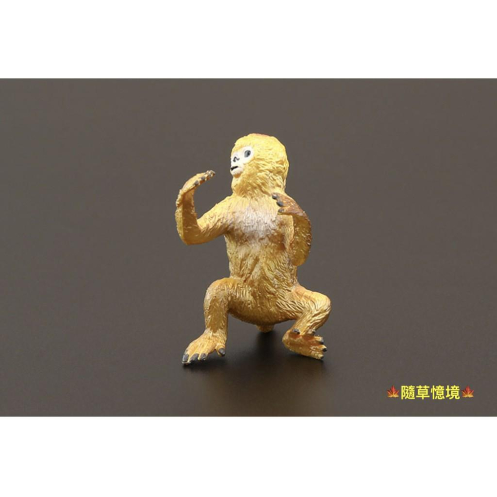 （高品質畫工）仿真 金絲猴 猴子 猴 靈長類 猿類 動物模型 野生動物 兒童玩具 益智 公仔 SPG-細節圖7