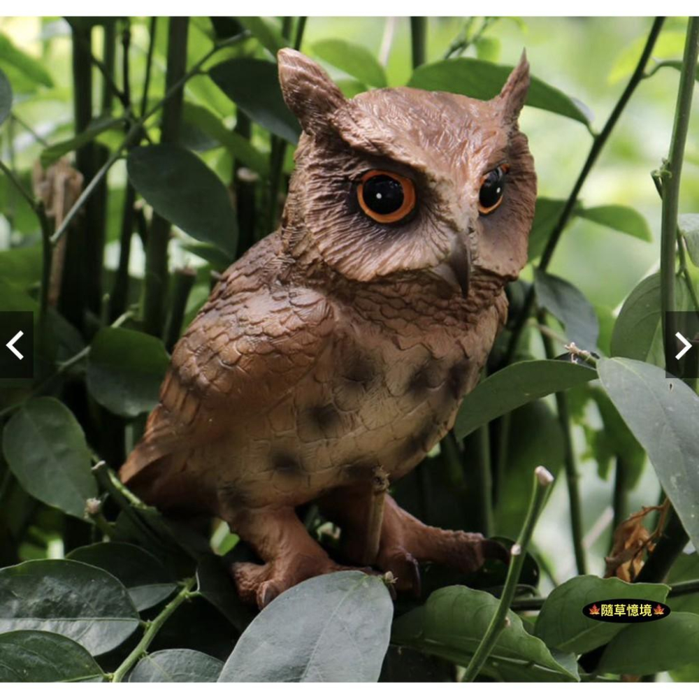 （2色款高品質）仿真 大型 貓頭鷹 owl 暗公叫 夜行 鳥禽 動物模型 野生動物 兒童玩具 益智 SPG-細節圖8