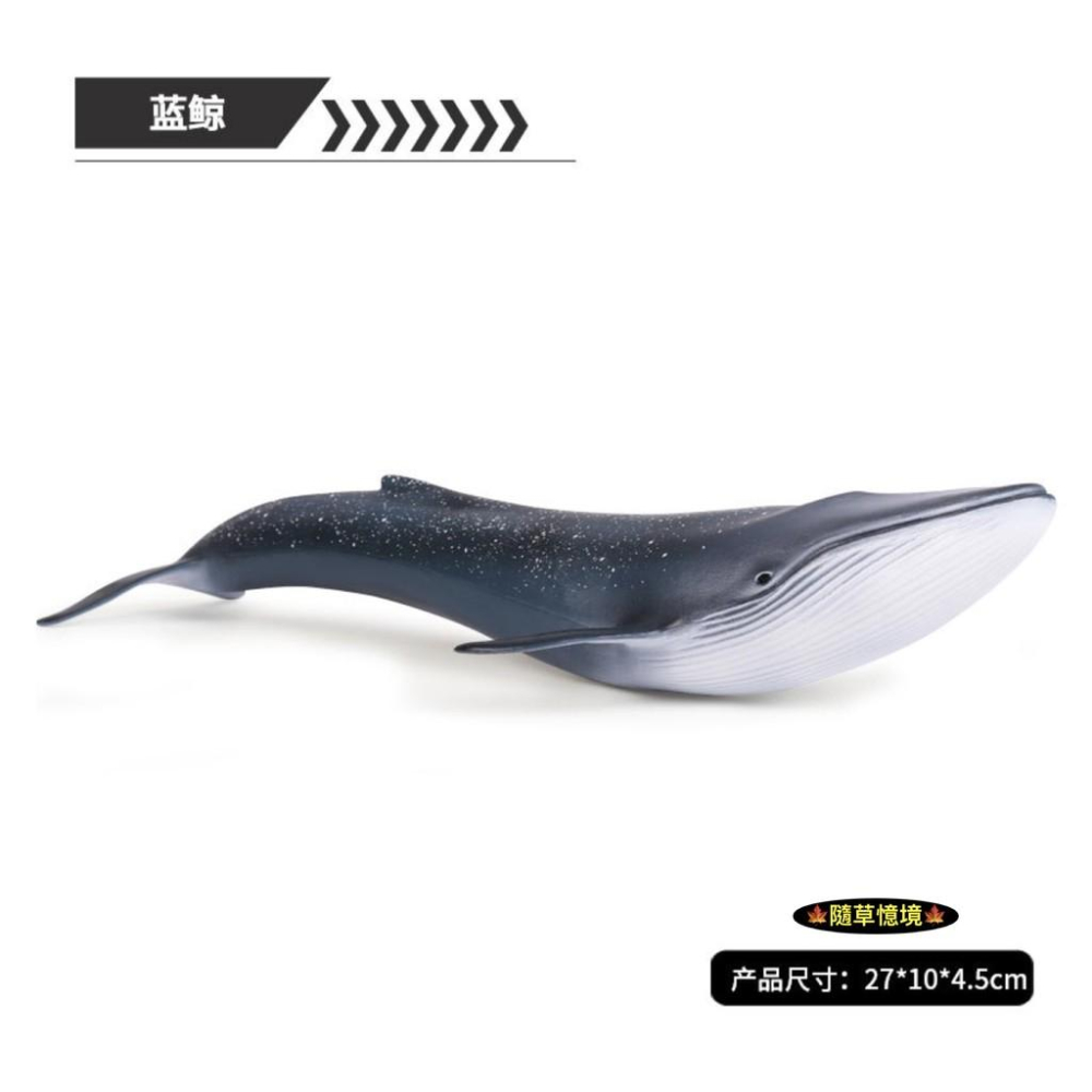 （高品質畫工）仿真 藍鯨 鯨魚 鯨 大型 海洋生物 動物模型 野生動物 兒童玩具 益智 公仔 SPG-細節圖4