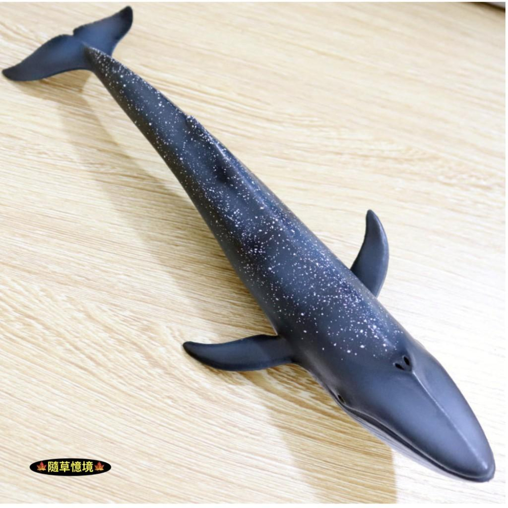 （高品質畫工）仿真 藍鯨 鯨魚 鯨 大型 海洋生物 動物模型 野生動物 兒童玩具 益智 公仔 SPG-細節圖5
