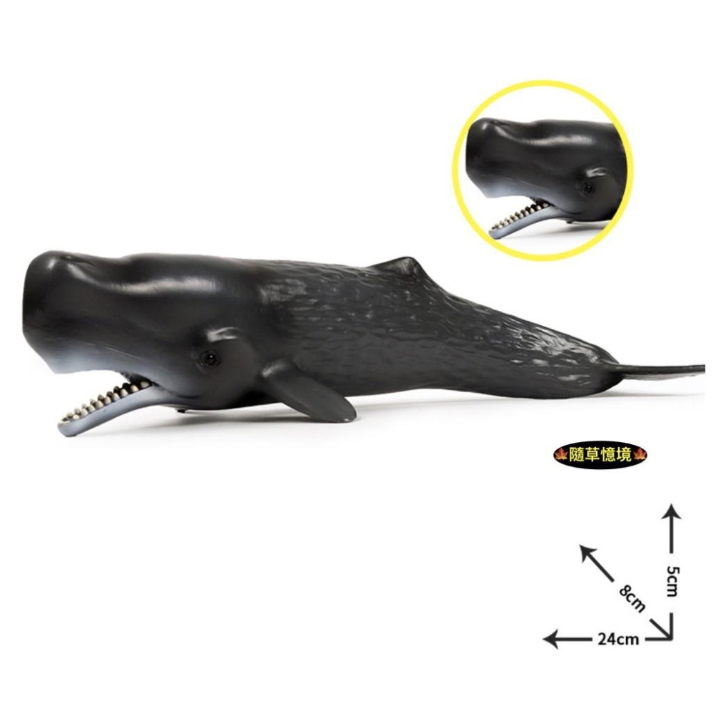 （高品質畫工）大號 仿真 實心 抹香鲸 鯨魚 大型 海洋 動物模型 野生動物 兒童玩具 益智 公仔 SPG-細節圖4