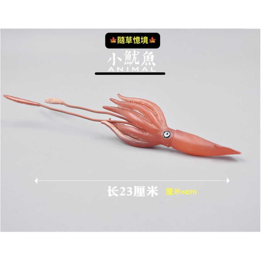 （6款大號） 魷魚 章魚 八爪魚 烏賊 小卷 花枝 烏賊 spg 海洋生物 軟體動物 模型 兒童益智 玩具-細節圖7