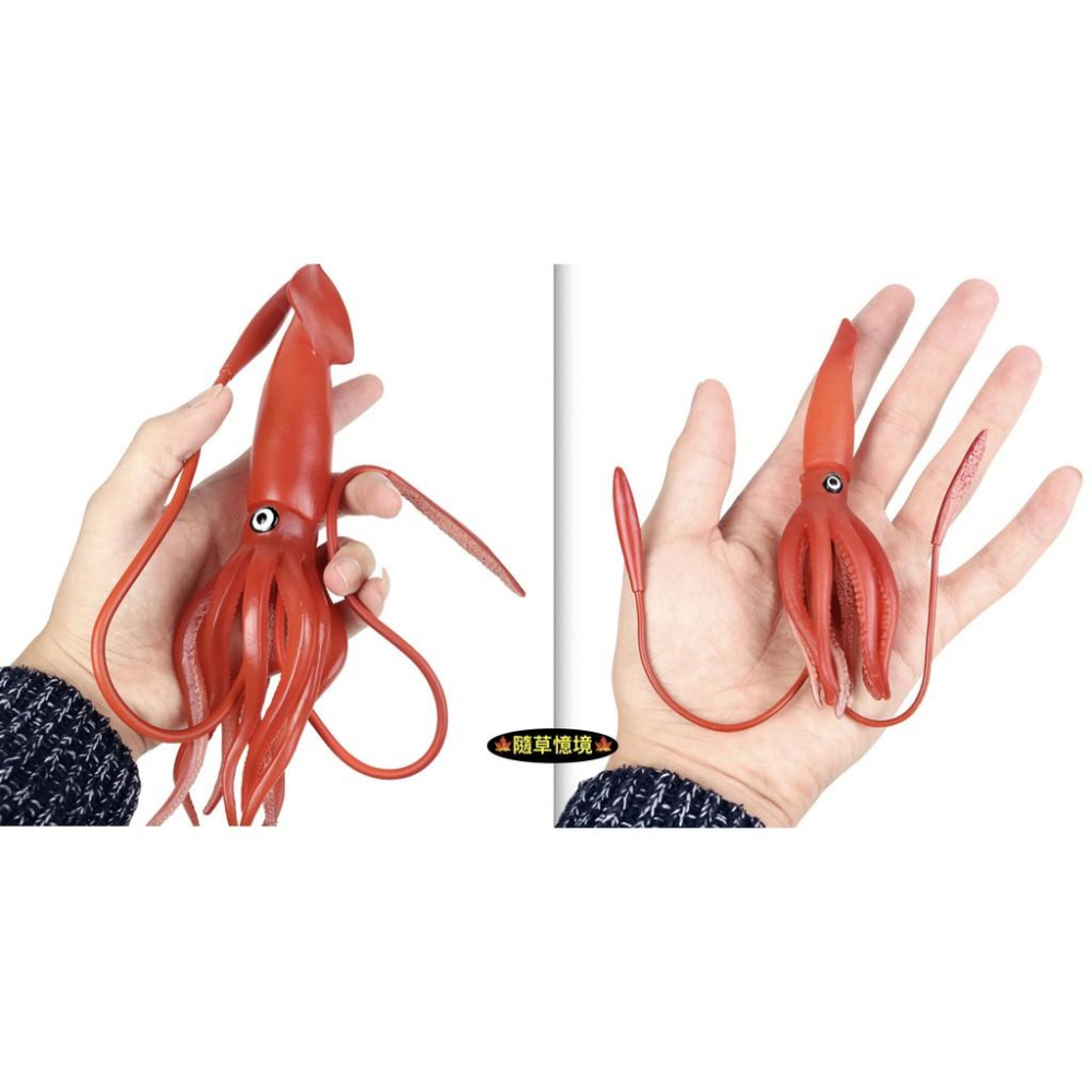 （6款大號） 魷魚 章魚 八爪魚 烏賊 小卷 花枝 烏賊 spg 海洋生物 軟體動物 模型 兒童益智 玩具-細節圖9