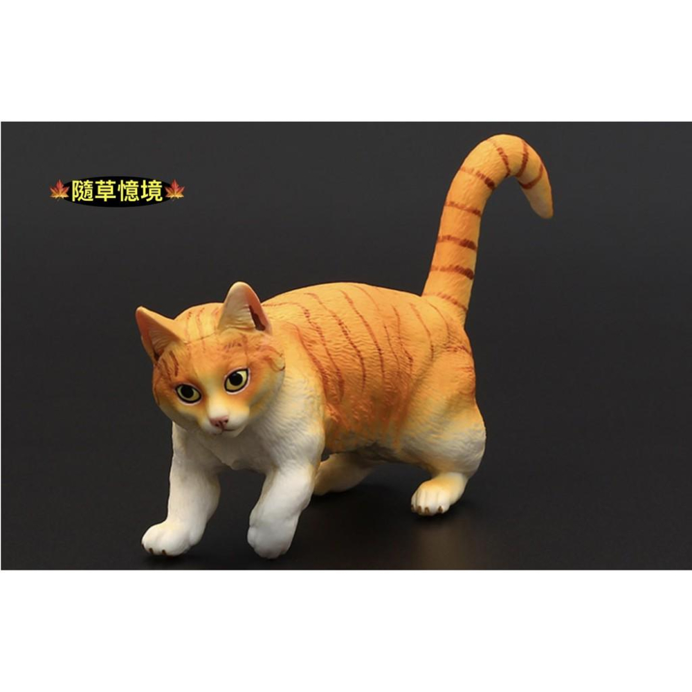 （3款高品質畫工）仿真 貓咪 花貓 波斯貓 曼赤肯貓 貓 動物模型 野生動物 兒童益智 公SPG-細節圖2