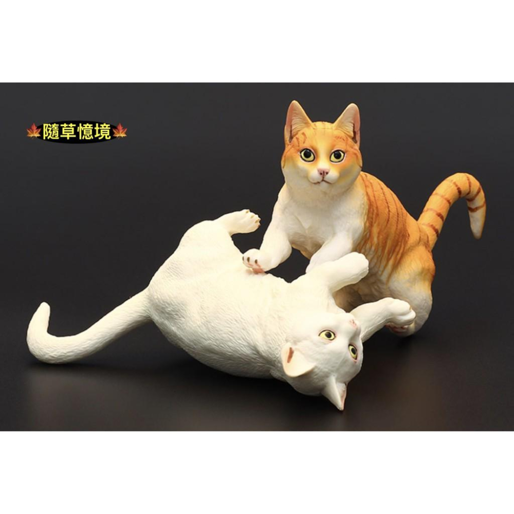 （3款高品質畫工）仿真 貓咪 花貓 波斯貓 曼赤肯貓 貓 動物模型 野生動物 兒童益智 公SPG-細節圖3