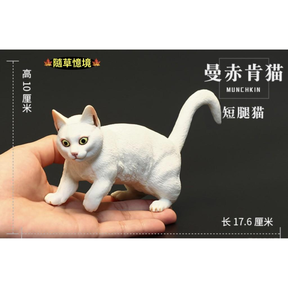 （3款高品質畫工）仿真 貓咪 花貓 波斯貓 曼赤肯貓 貓 動物模型 野生動物 兒童益智 公SPG-細節圖4