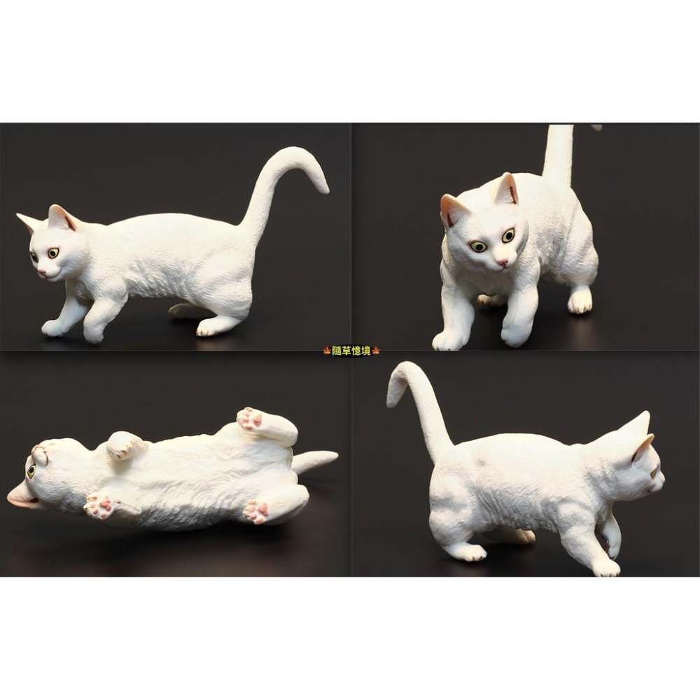 （3款高品質畫工）仿真 貓咪 花貓 波斯貓 曼赤肯貓 貓 動物模型 野生動物 兒童益智 公SPG-細節圖5
