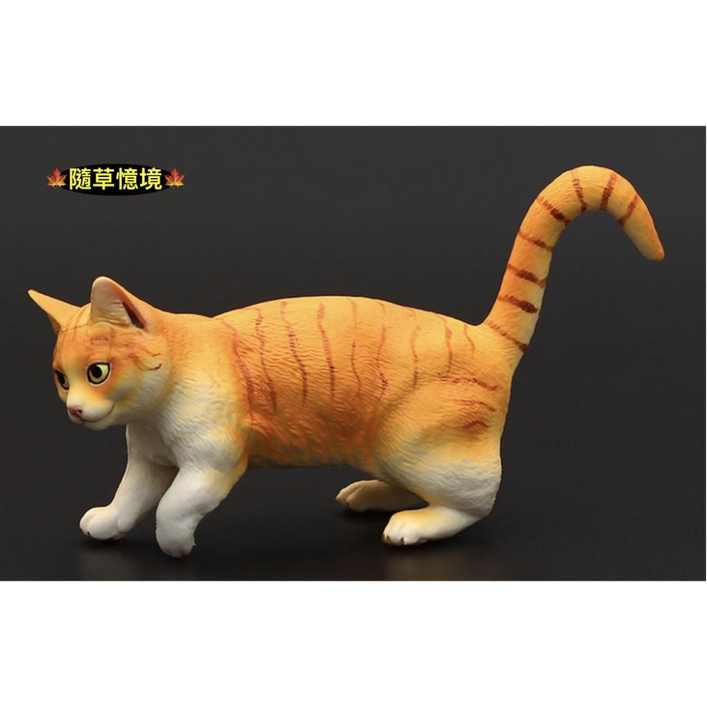 （3款高品質畫工）仿真 貓咪 花貓 波斯貓 曼赤肯貓 貓 動物模型 野生動物 兒童益智 公SPG-細節圖6