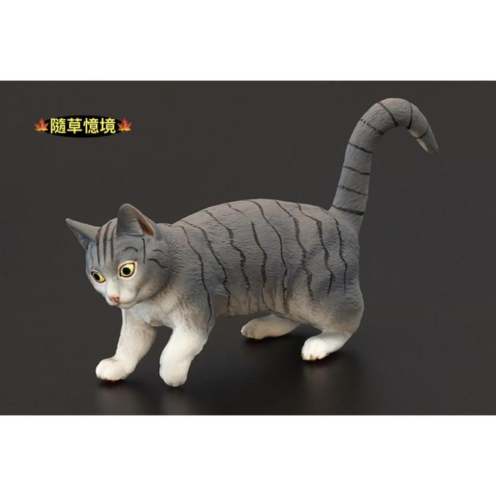 （3款高品質畫工）仿真 貓咪 花貓 波斯貓 曼赤肯貓 貓 動物模型 野生動物 兒童益智 公SPG-細節圖7
