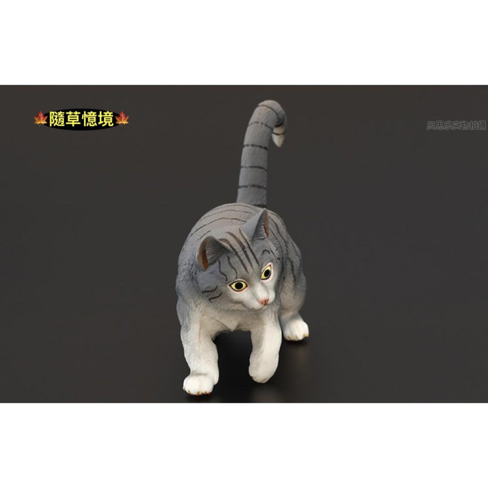 （3款高品質畫工）仿真 貓咪 花貓 波斯貓 曼赤肯貓 貓 動物模型 野生動物 兒童益智 公SPG-細節圖8