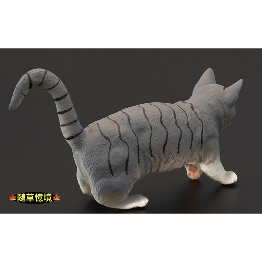 （3款高品質畫工）仿真 貓咪 花貓 波斯貓 曼赤肯貓 貓 動物模型 野生動物 兒童益智 公SPG-細節圖9
