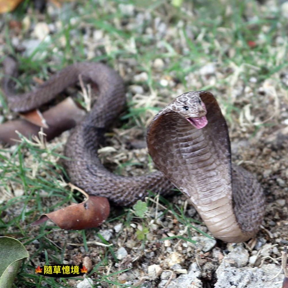 （★現貨2款）仿真 白化 眼鏡蛇 蛇王 毒蛇 蛇 冷血 兩棲動物 動物模型 野生動物 兒童玩具 益智 SPG-細節圖7