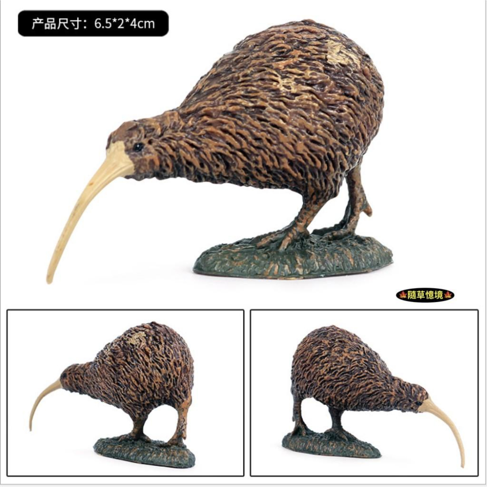 （紐西蘭鳥）仿真 奇異鳥 鷸 几維鳥 幾維鳥 奇威鳥 kiwi 動物模型 野生動物 兒童玩具 益智 SPG-細節圖3