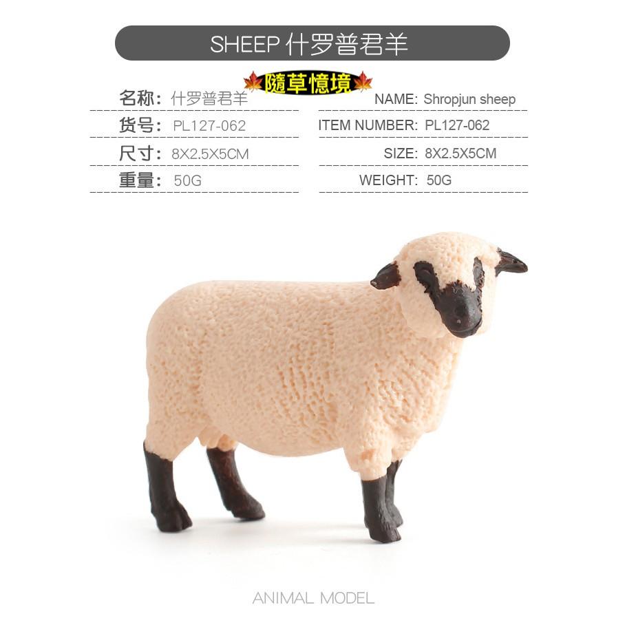 仿真 綿羊 彎角綿羊 美利奴綿羊 羊 家禽 動物模型 野生動物 兒童玩具 益智 公仔 SPG-細節圖4