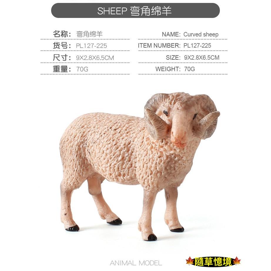 仿真 綿羊 彎角綿羊 美利奴綿羊 羊 家禽 動物模型 野生動物 兒童玩具 益智 公仔 SPG-細節圖5