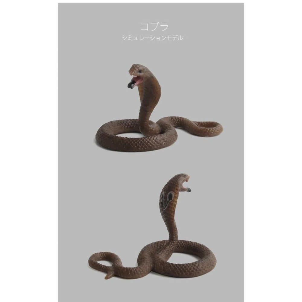 （★5款）仿真 眼鏡蛇 大蟒蛇 響尾蛇 蛇 爬行動物 模型 野生動物 兒童玩具 益智 公仔 SPG5-細節圖3