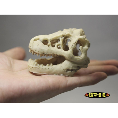 （稀有）恐龍頭骨 仿真微縮 恐龍 骨架 骨頭 頭骨 仿化石 樹脂 裝飾品 水下景觀 古時代 場景 水族 裝飾 模型擺件
