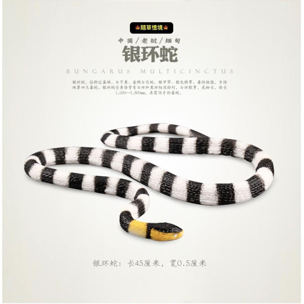2款稀有45cm SPG正版 蛇 雨傘節 台灣環蛇 珊瑚蛇 毒蛇 仿真野生動物 模型 兒童 益智玩具-細節圖3