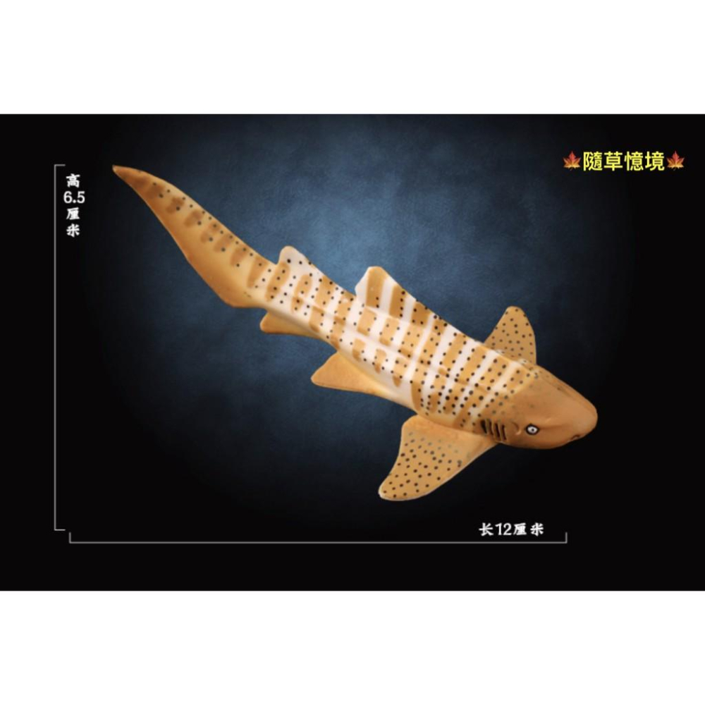 （5款大號） SPG 斑魚鯊 烏賊 魷魚 章魚 海馬 寄居蟹 鯊魚 仿真 海洋生物 野生 動物模型 兒童 益智玩具-細節圖5