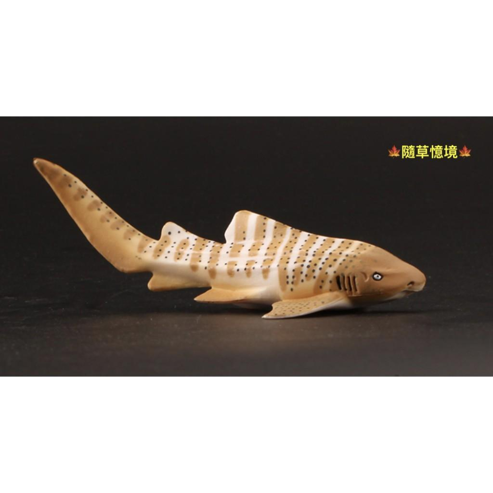 （5款大號） SPG 斑魚鯊 烏賊 魷魚 章魚 海馬 寄居蟹 鯊魚 仿真 海洋生物 野生 動物模型 兒童 益智玩具-細節圖7