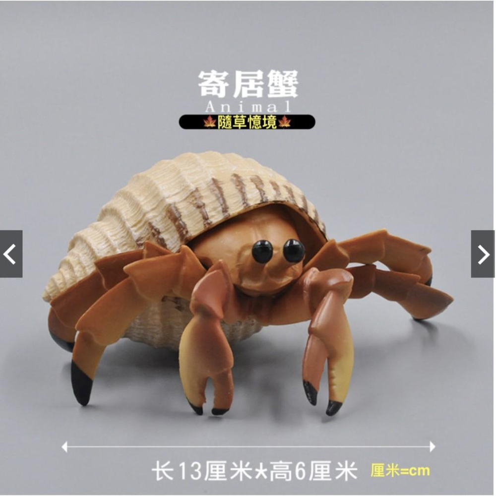 （5款大號） SPG 斑魚鯊 烏賊 魷魚 章魚 海馬 寄居蟹 鯊魚 仿真 海洋生物 野生 動物模型 兒童 益智玩具-細節圖8