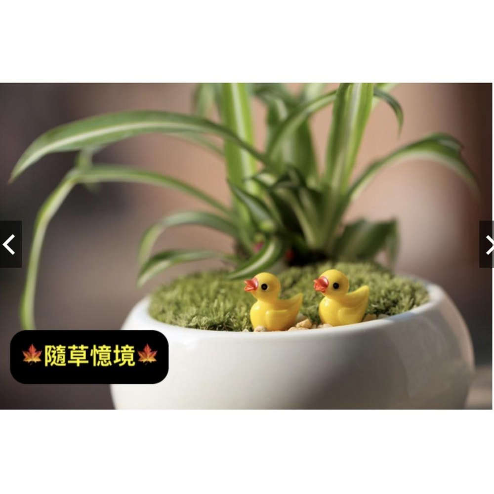 小黃鴨 彩色鴨 鴨子 苔蘚微景觀擺件 多肉飾品 zakka擺件 樹脂工藝品 創意擺件-細節圖8