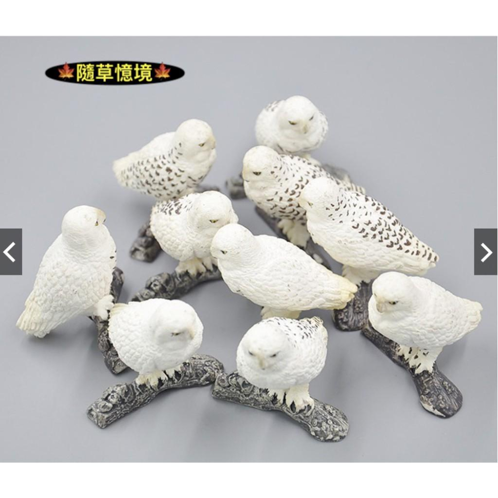 🍁隨草憶境 仿真 （1入/3入）owl 貓頭鷹 雪鴞 鳥 白鴞 動物模型 飛禽 動物模型 野生動物 玩具 益智 spg-細節圖2