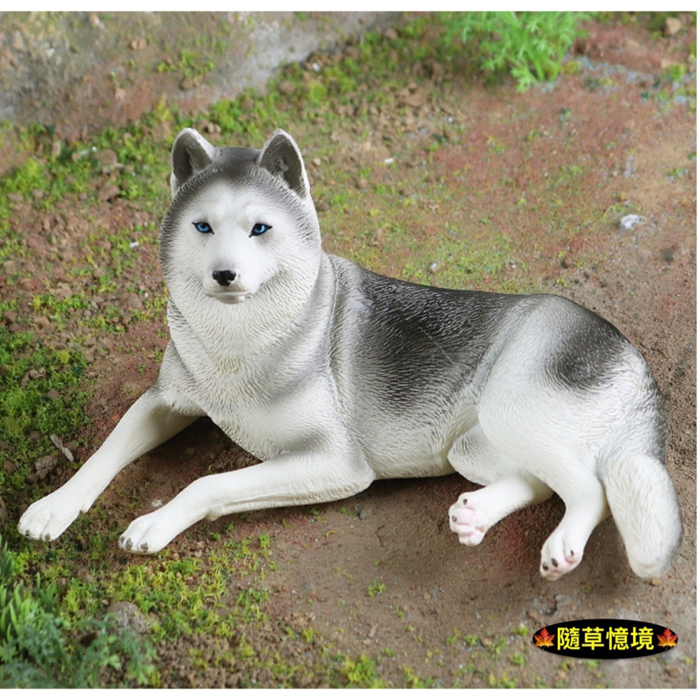 （4款高品質畫工）仿真 哈士奇 小狗 狗狗 名犬 動物模型 野生動物 兒童玩具 益智 公仔 SPG-細節圖5