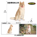 （4款高品質畫工）仿真 哈士奇 小狗 狗狗 名犬 動物模型 野生動物 兒童玩具 益智 公仔 SPG-規格圖11