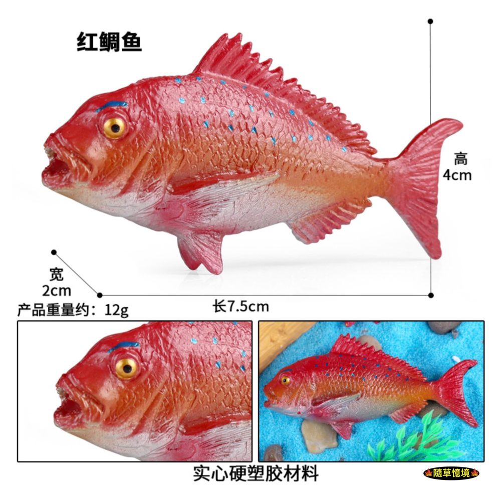 （高品質畫工）仿真 紅鯛魚 鯛魚 魚類 實心 海洋動物 動物模型 野生動物 兒童玩具 益智 公仔 SPG-細節圖2