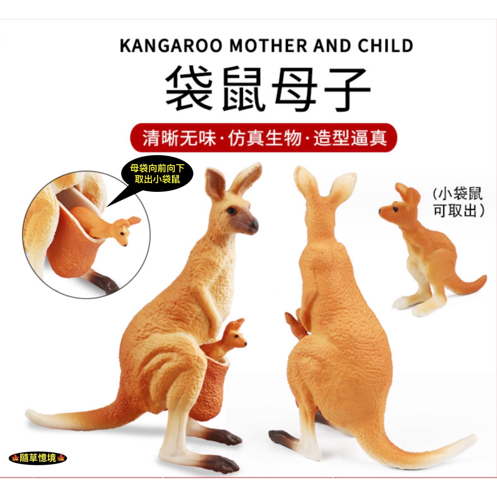 （活動子母款）仿真 袋鼠 母子袋鼠 袋鼠一家 親子袋鼠 動物模型 野生動物 兒童玩具 益智 公仔 SPG-細節圖5