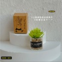 （8款璃盒裝）迷你仿真 綠植 盆栽 盆栽草 盆景 花盆 盆景 K149 娃娃屋 1:12 袖珍 微縮 食玩 微景觀模型-規格圖11