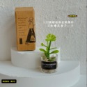 （8款璃盒裝）迷你仿真 綠植 盆栽 盆栽草 盆景 花盆 盆景 K149 娃娃屋 1:12 袖珍 微縮 食玩 微景觀模型-規格圖11