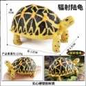 （7款大號實心）仿真 烏龜 陸龜 象龜 蘇卡達龜 輻射陸龜 四趾 豹紋 高品質畫工 動物模型 野生動物  公仔 SPG-規格圖10