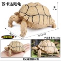 （7款大號實心）仿真 烏龜 陸龜 象龜 蘇卡達龜 輻射陸龜 四趾 豹紋 高品質畫工 動物模型 野生動物  公仔 SPG-規格圖10