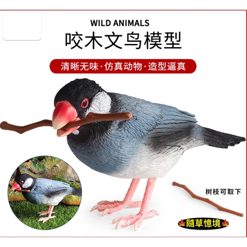 （3款高品質畫工）仿真實心 文鳥 知更鳥 麻雀 飛禽 小鳥 鳥 咬木 模型 動物模型 野生動物 公仔 SPG-細節圖2