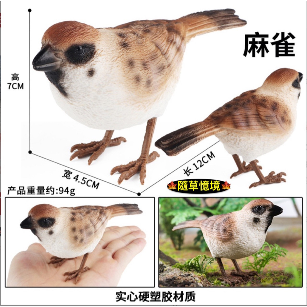 （3款高品質畫工）仿真實心 文鳥 知更鳥 麻雀 飛禽 小鳥 鳥 咬木 模型 動物模型 野生動物 公仔 SPG-細節圖4