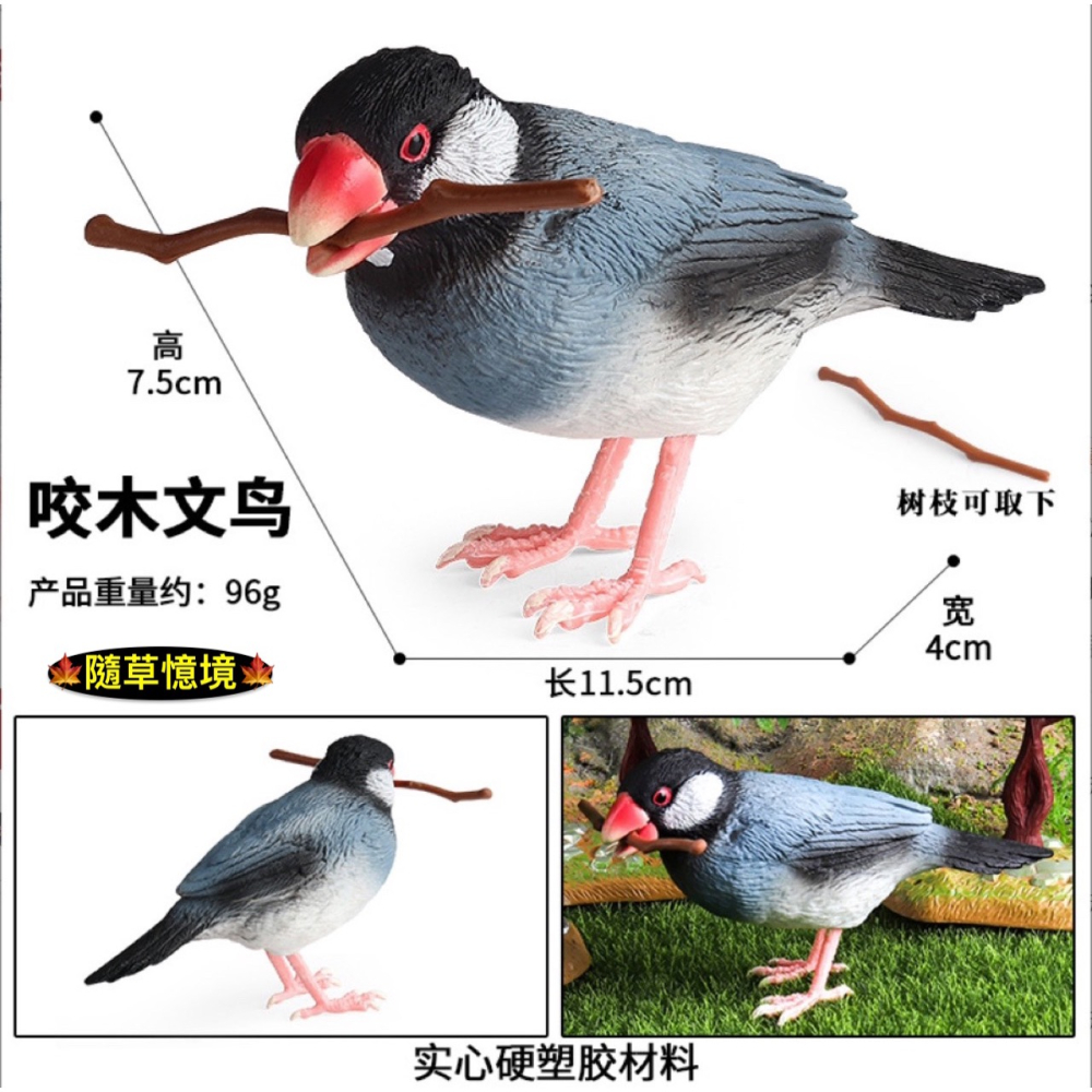 （3款高品質畫工）仿真實心 文鳥 知更鳥 麻雀 飛禽 小鳥 鳥 咬木 模型 動物模型 野生動物 公仔 SPG-細節圖6