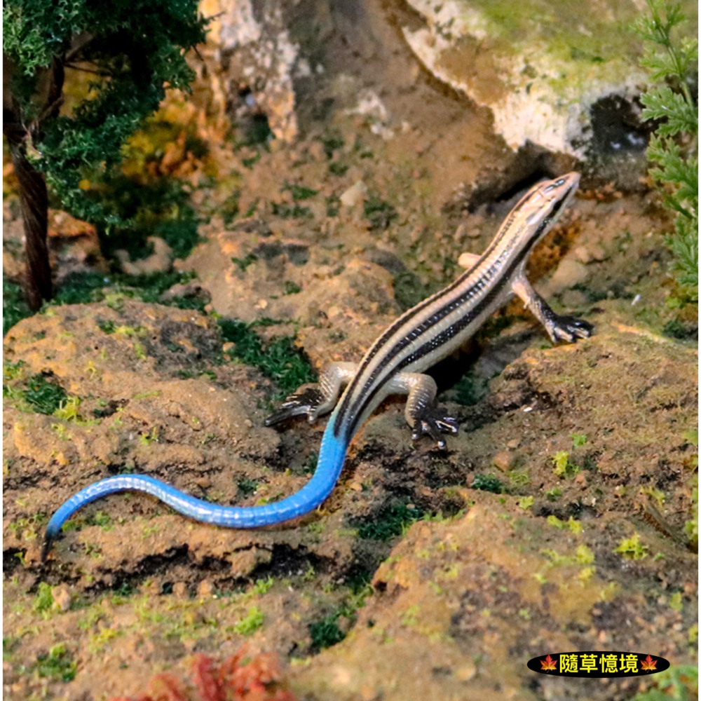 （3款高品質畫工） 蜥蜴 藍尾 草蜥蜴 四腳蛇 石龍子 捷蜥蜴 爬行動物 動物模型 野生動物 公仔 SPG-細節圖6