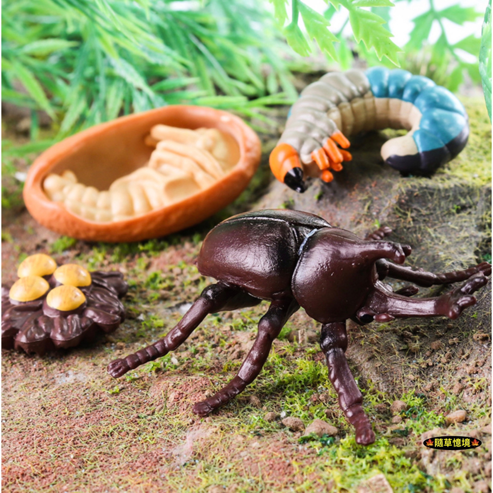 （4件套）仿真 獨角仙 幼蟲 蛹 卵 昆蟲 成長週期 動物模型 野生動物 兒童育教 玩具 益智 SPG-細節圖3