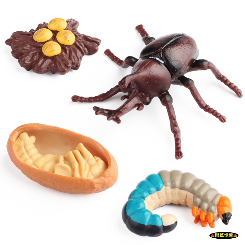 （4件套）仿真 獨角仙 幼蟲 蛹 卵 昆蟲 成長週期 動物模型 野生動物 兒童育教 玩具 益智 SPG-細節圖5
