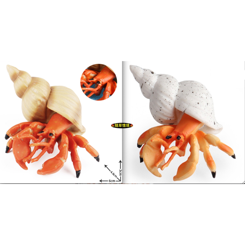（2款小號）仿真 寄居蟹 蟹 白住房 節肢動物 海洋動物 動物模型 野生動物 兒童玩具 益智 公仔 SPG-細節圖8