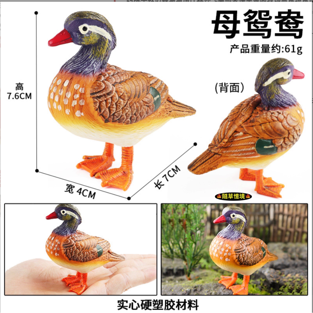 （高品質畫工）仿真 雌雄 鴛鴦 情侶 禽鳥 鳥 叢林 動物 花園 動物模型 野生動物 兒童玩具 益智 spg-細節圖4