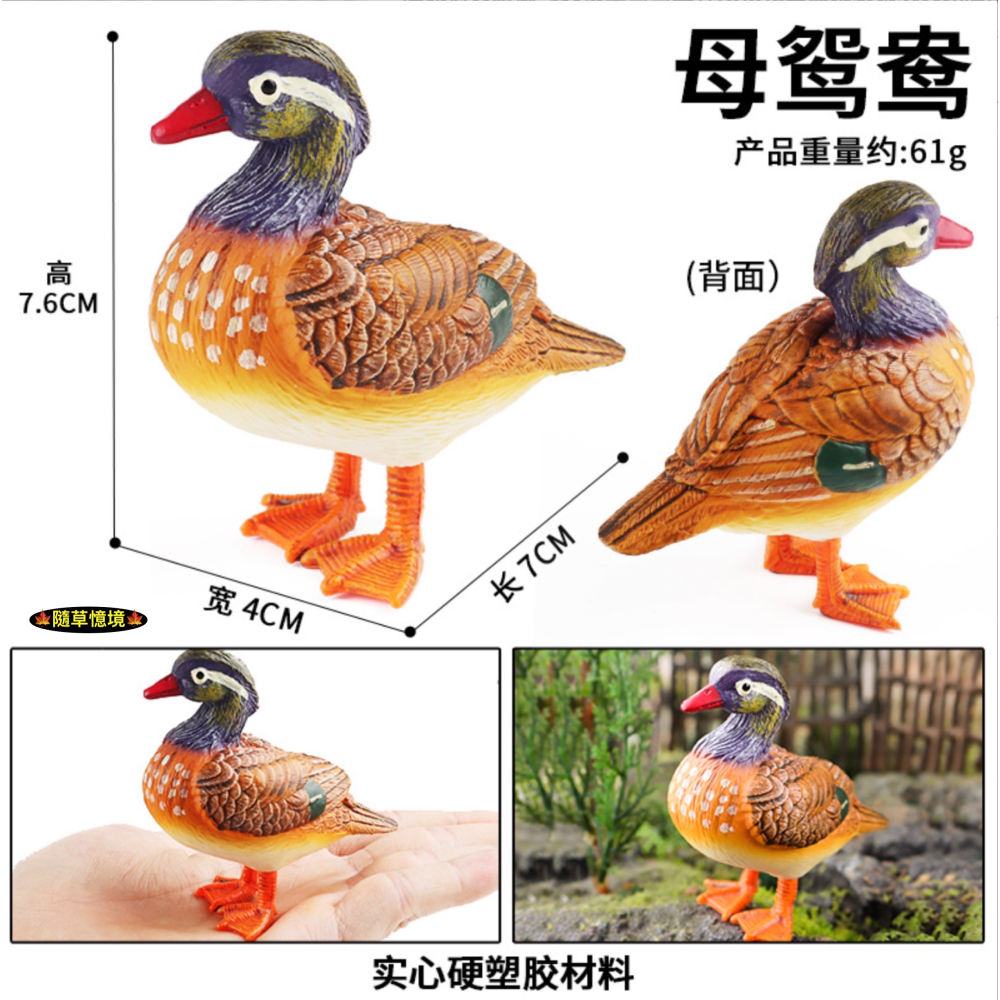 （高品質畫工）仿真 雌雄 鴛鴦 情侶 禽鳥 鳥 叢林 動物 花園 動物模型 野生動物 兒童玩具 益智 spg-細節圖8