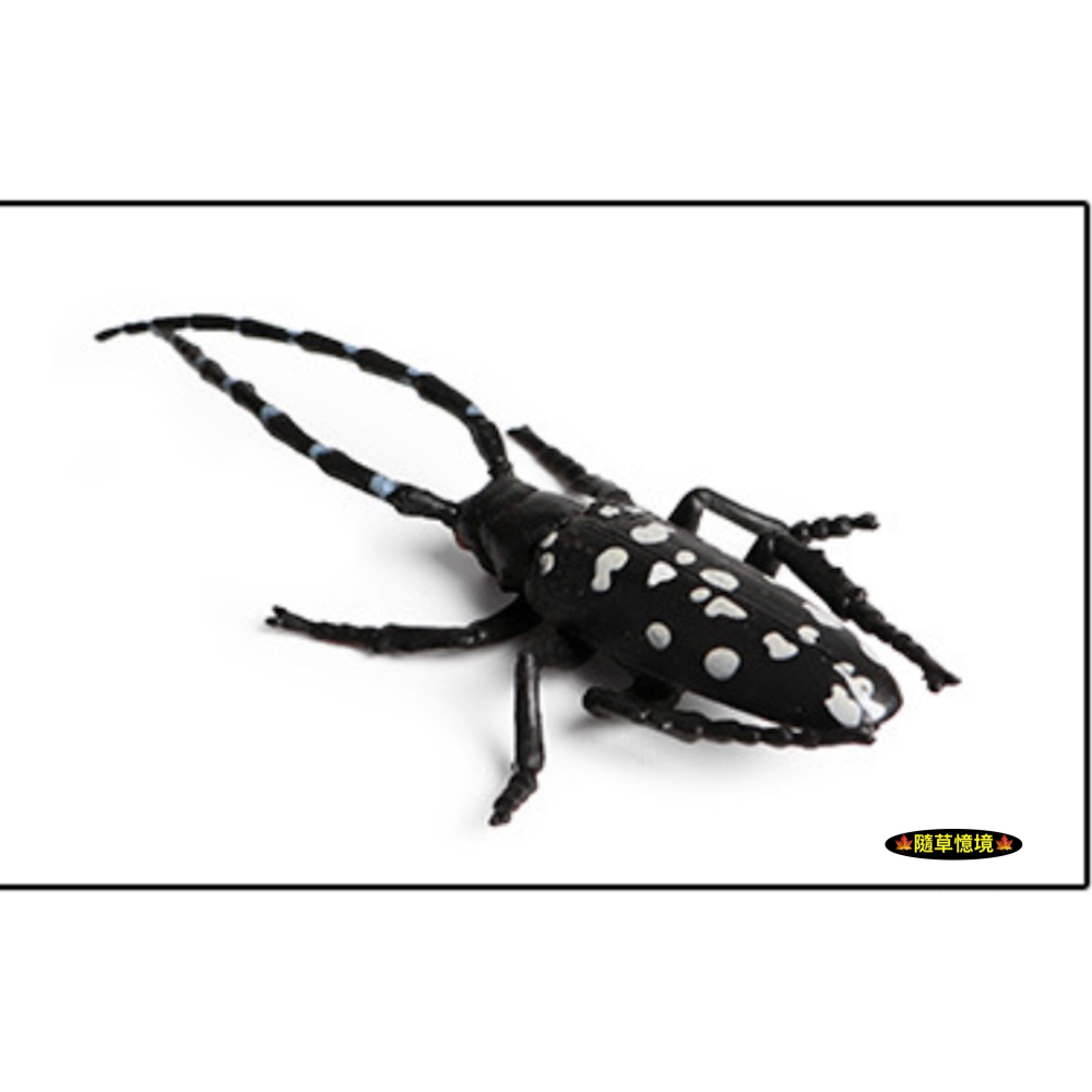 （高品質畫工）仿真 天牛 斑點天牛 甲殼 昆蟲 動物模型 野生動物 兒童玩具 益智 公仔 SPG-細節圖3