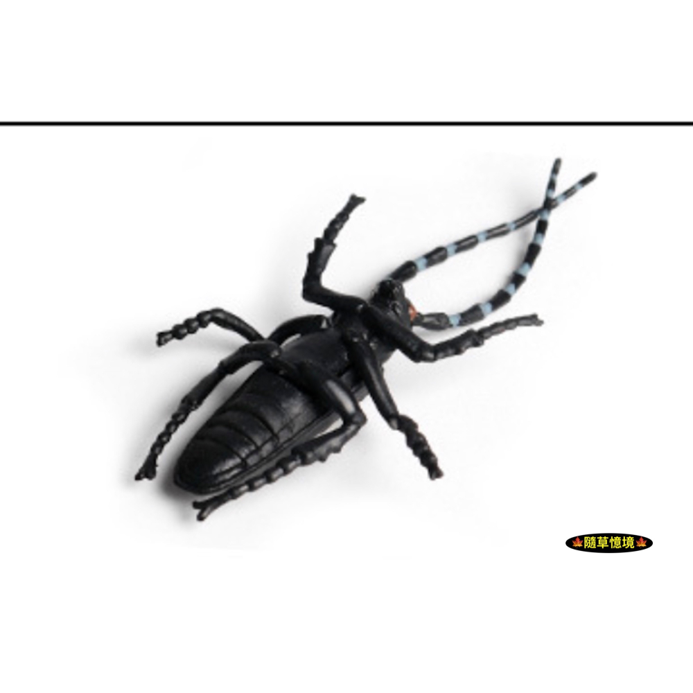 （高品質畫工）仿真 天牛 斑點天牛 甲殼 昆蟲 動物模型 野生動物 兒童玩具 益智 公仔 SPG-細節圖4