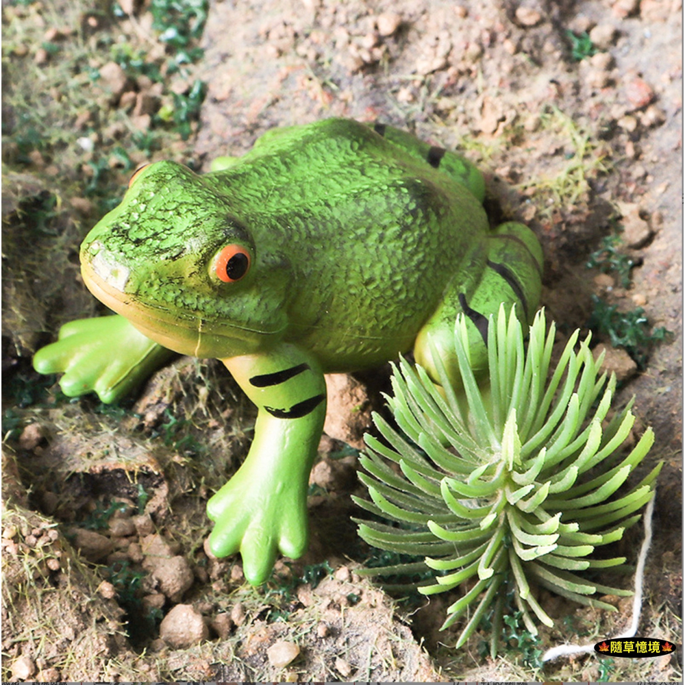（高品質畫工）仿真 青蛙 牛蛙 蛙 菜蛙 兩棲動物 實心 動物模型 野生動物 兒童玩具 益智 公仔 SPG-細節圖2